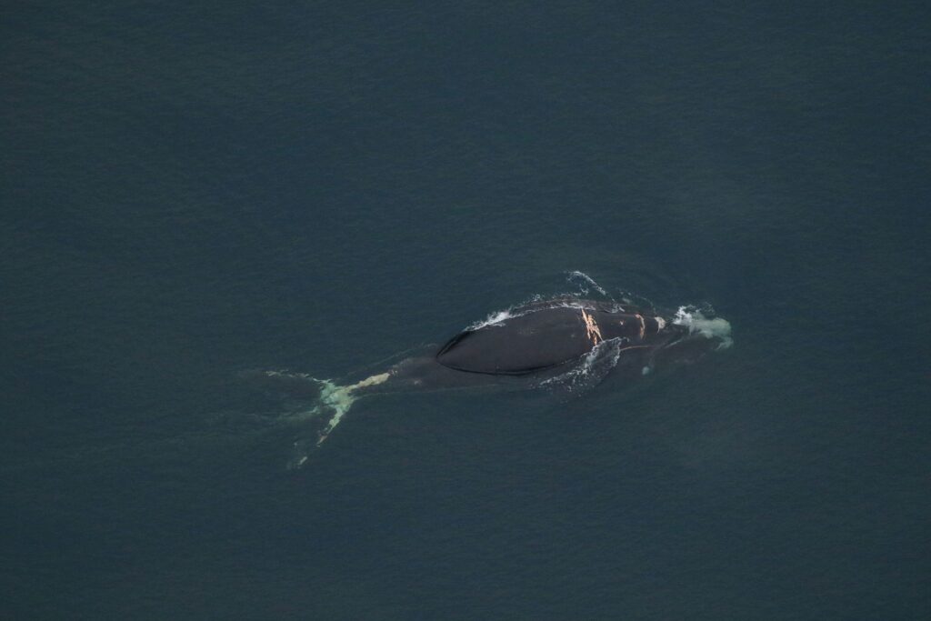 230118161207 right whale 4904